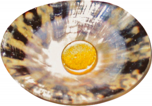 Horus Musselguld/musselsilver